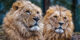 2021-11 - Espace Zoologique de Saint-Martin la Plaine - Lions - 02